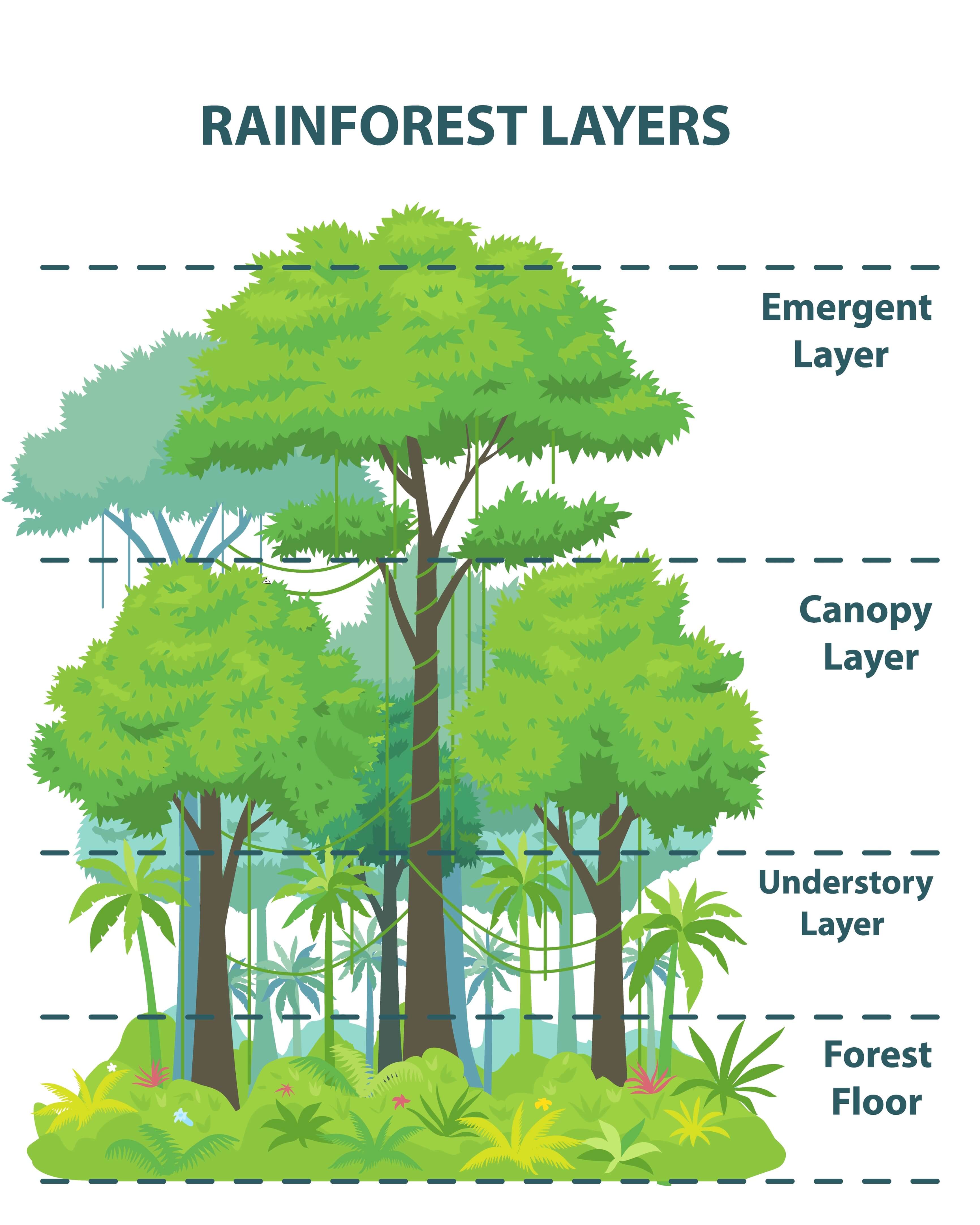 Illustration of the different layers of the rainforest.